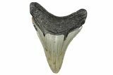 Serrated, Fossil Megalodon Tooth - North Carolina #272867-1